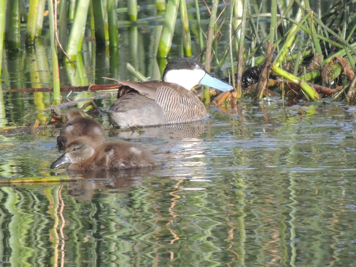 Puna Teal - ML644464543