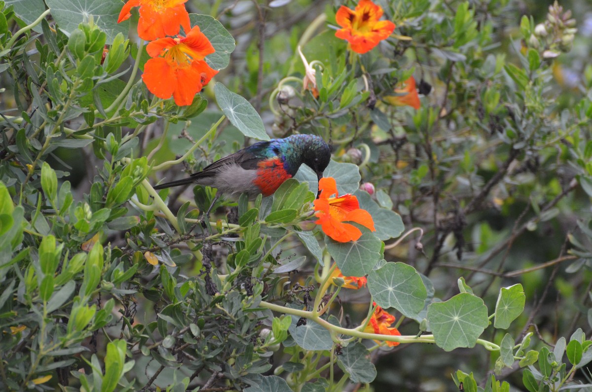 Серобрюхая нектраница - ML644464553