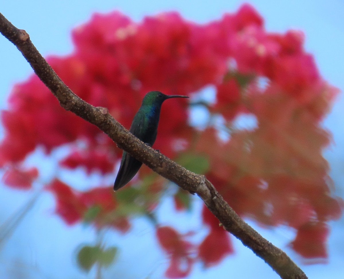 Black-throated Mango - ML644464558