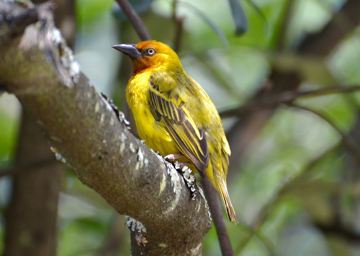 Cape Weaver - ML644464560