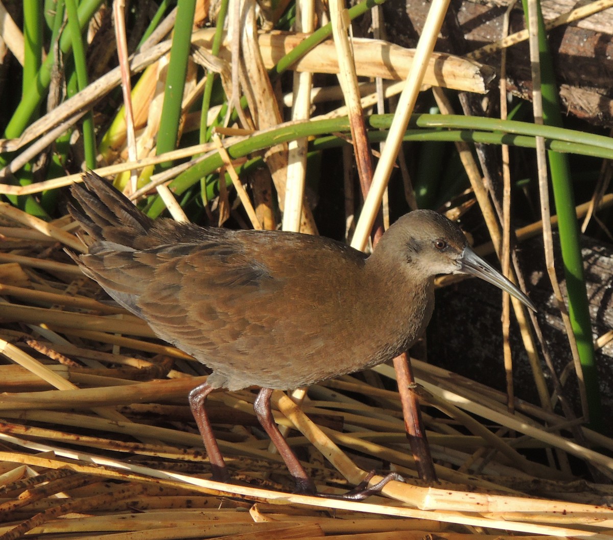 Plumbeous Rail - ML644464566