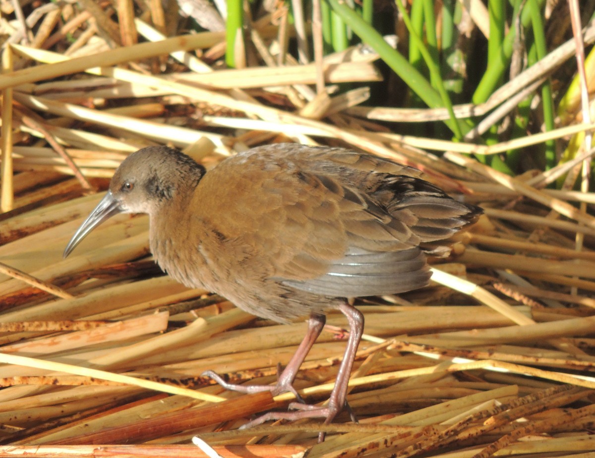 Plumbeous Rail - ML644464567