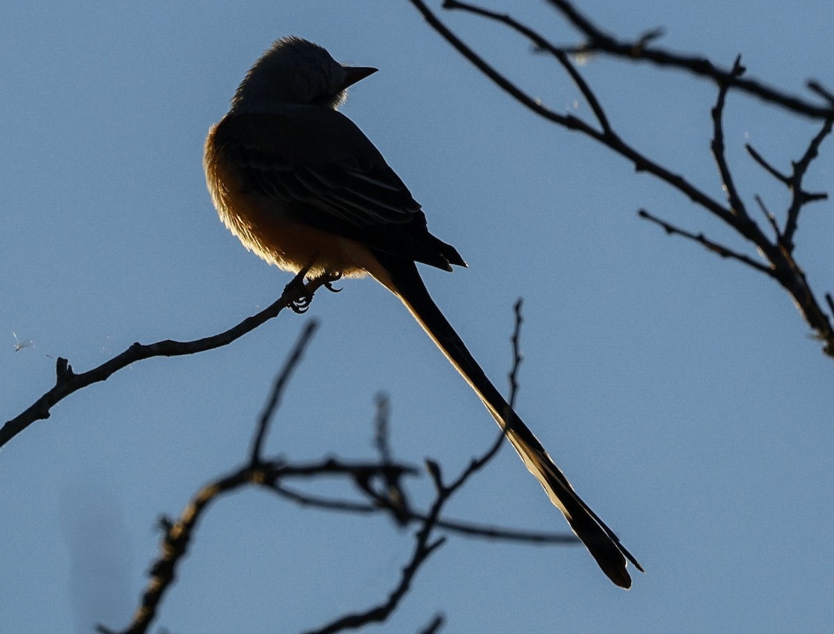 Scissor-tailed Flycatcher - ML644464568