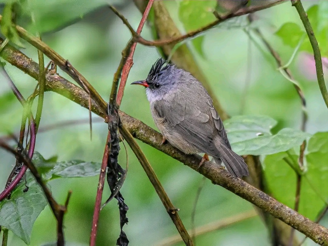 Black-chinned Yuhina - ML644464575