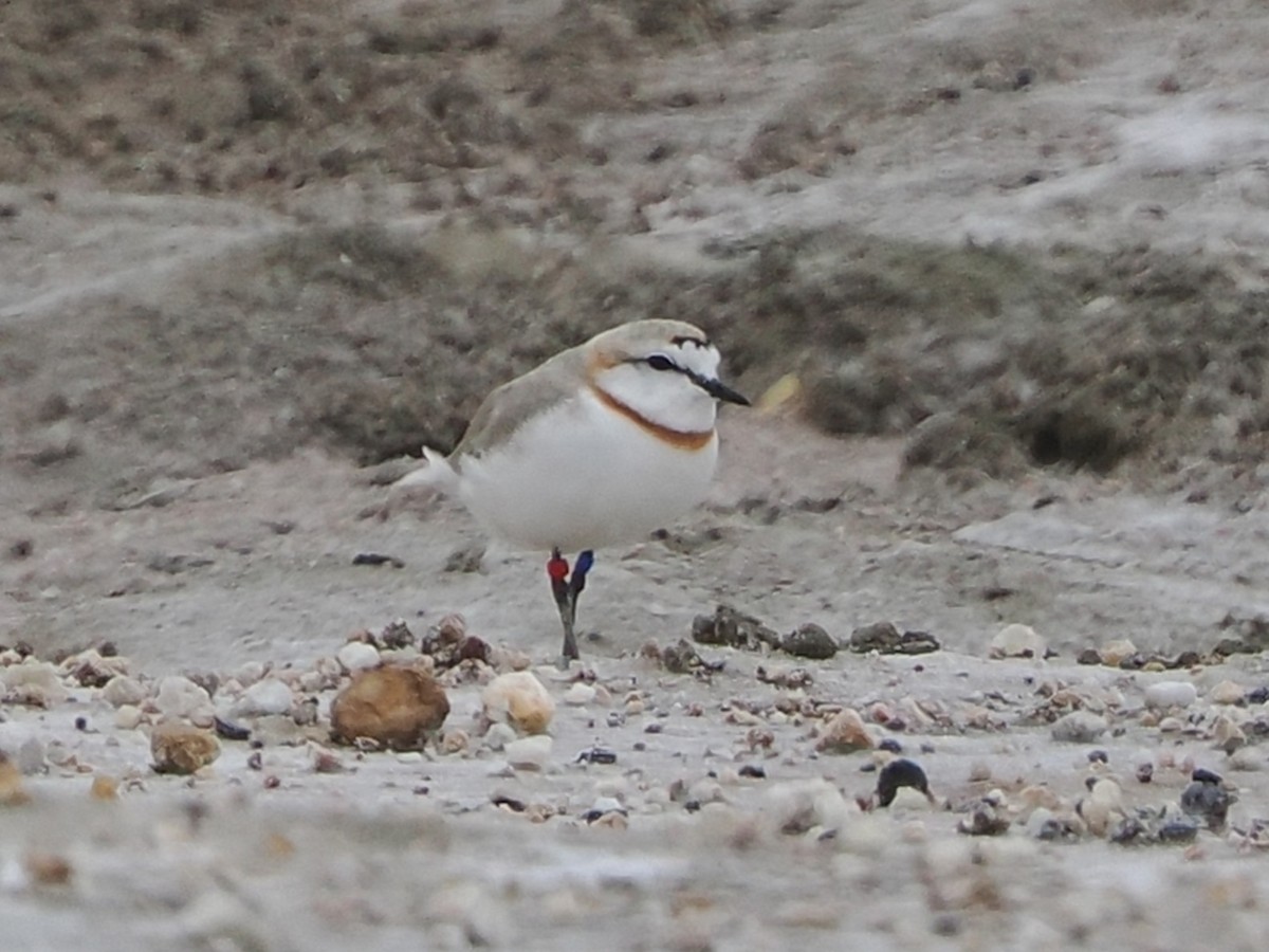 Chestnut-banded Plover - ML644464578