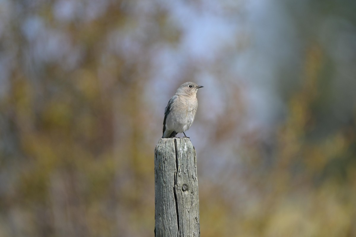 Merlebleu azuré - ML644464601