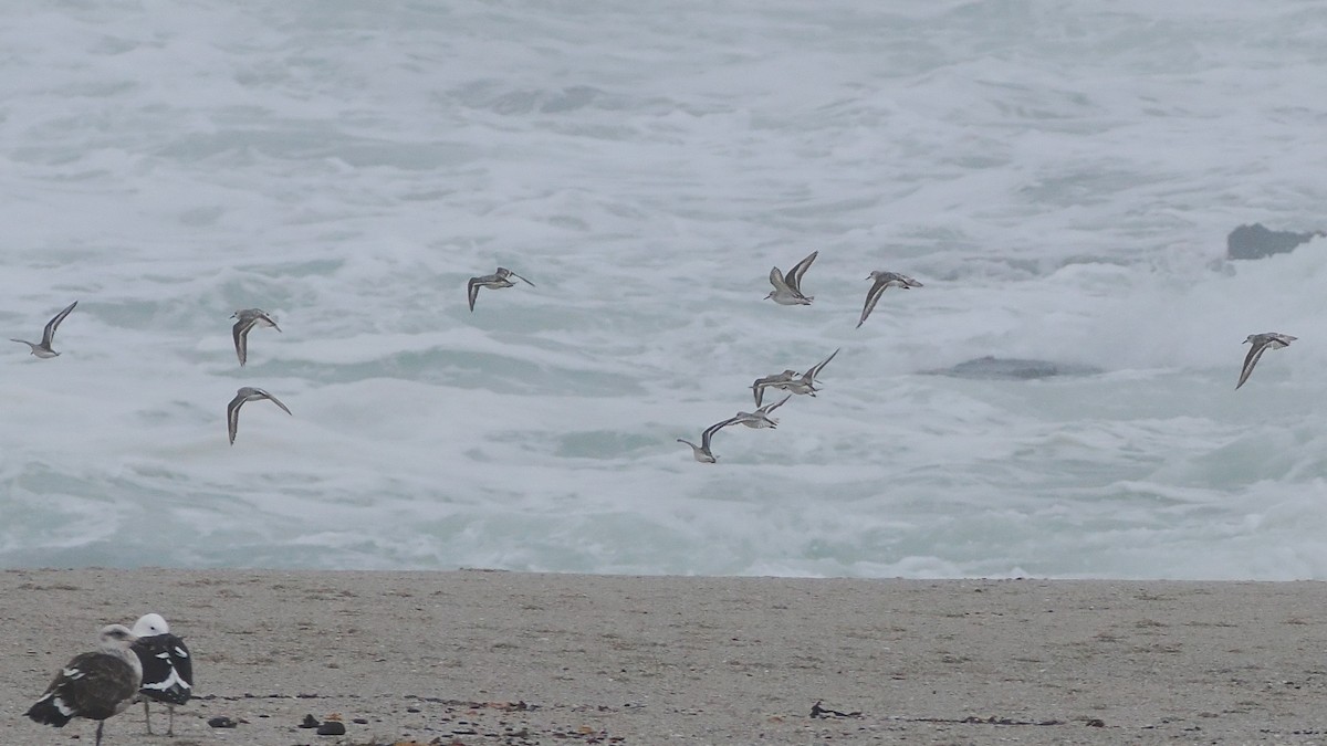 Гурвалж элсэг - ML644464602