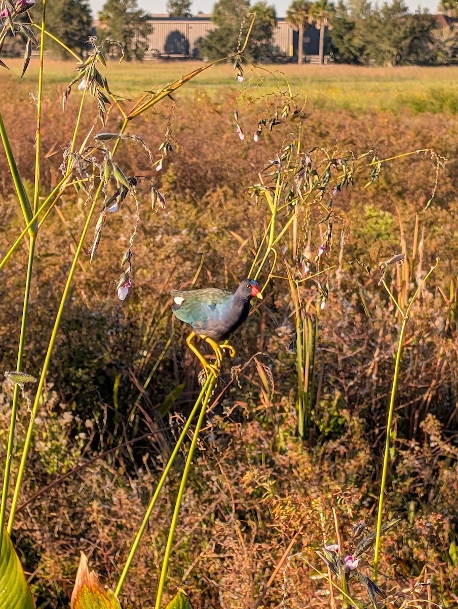 Purple Gallinule - ML644464603