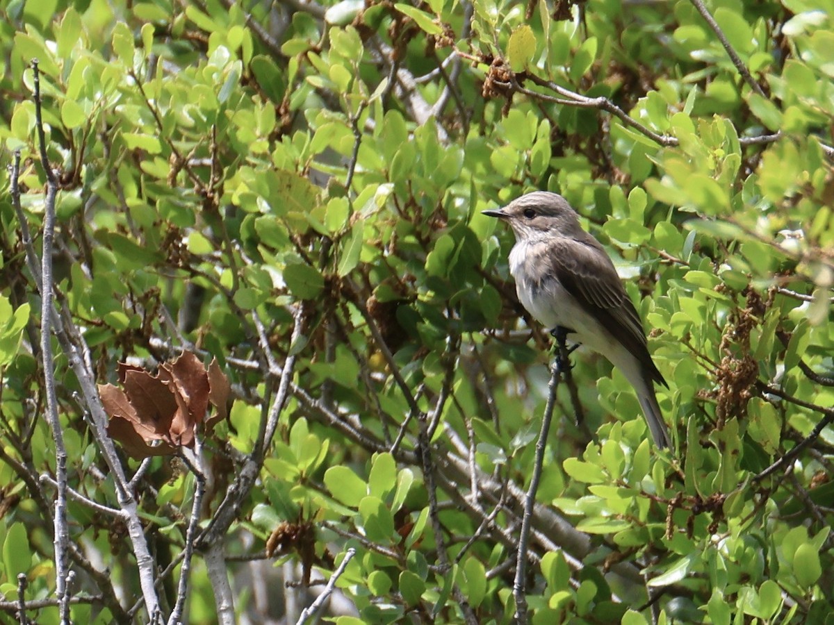 Gobemouche gris - ML644464607