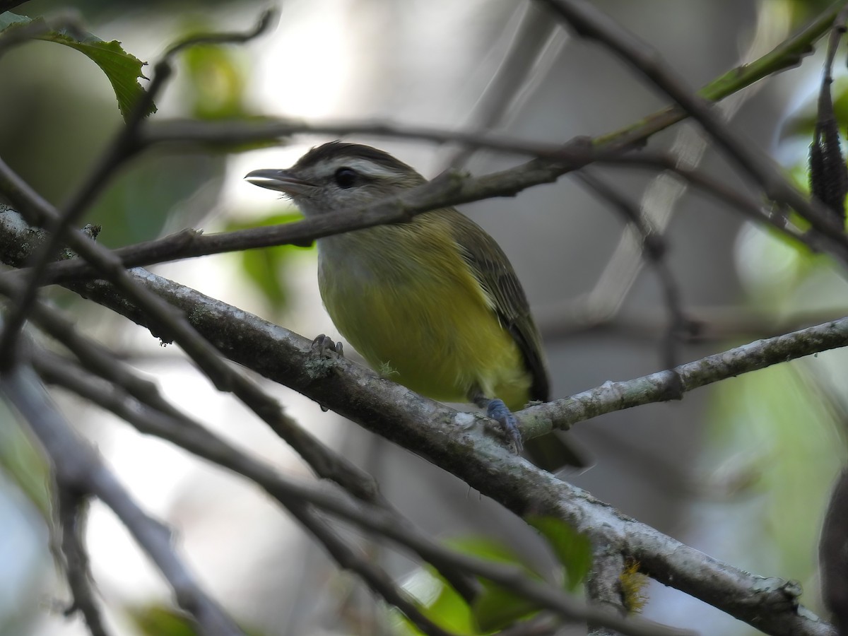 Brown-capped Vireo - ML644464633