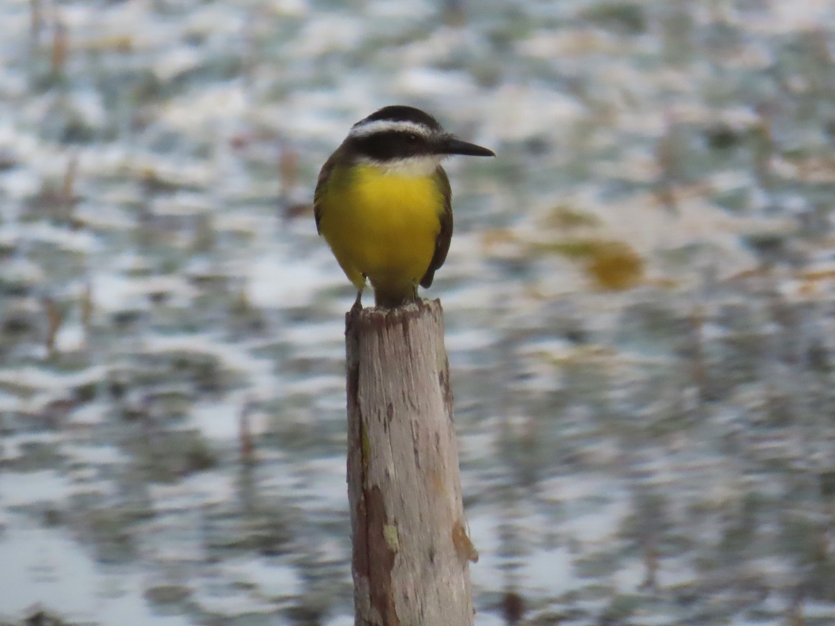 Lesser Kiskadee - ML644464635