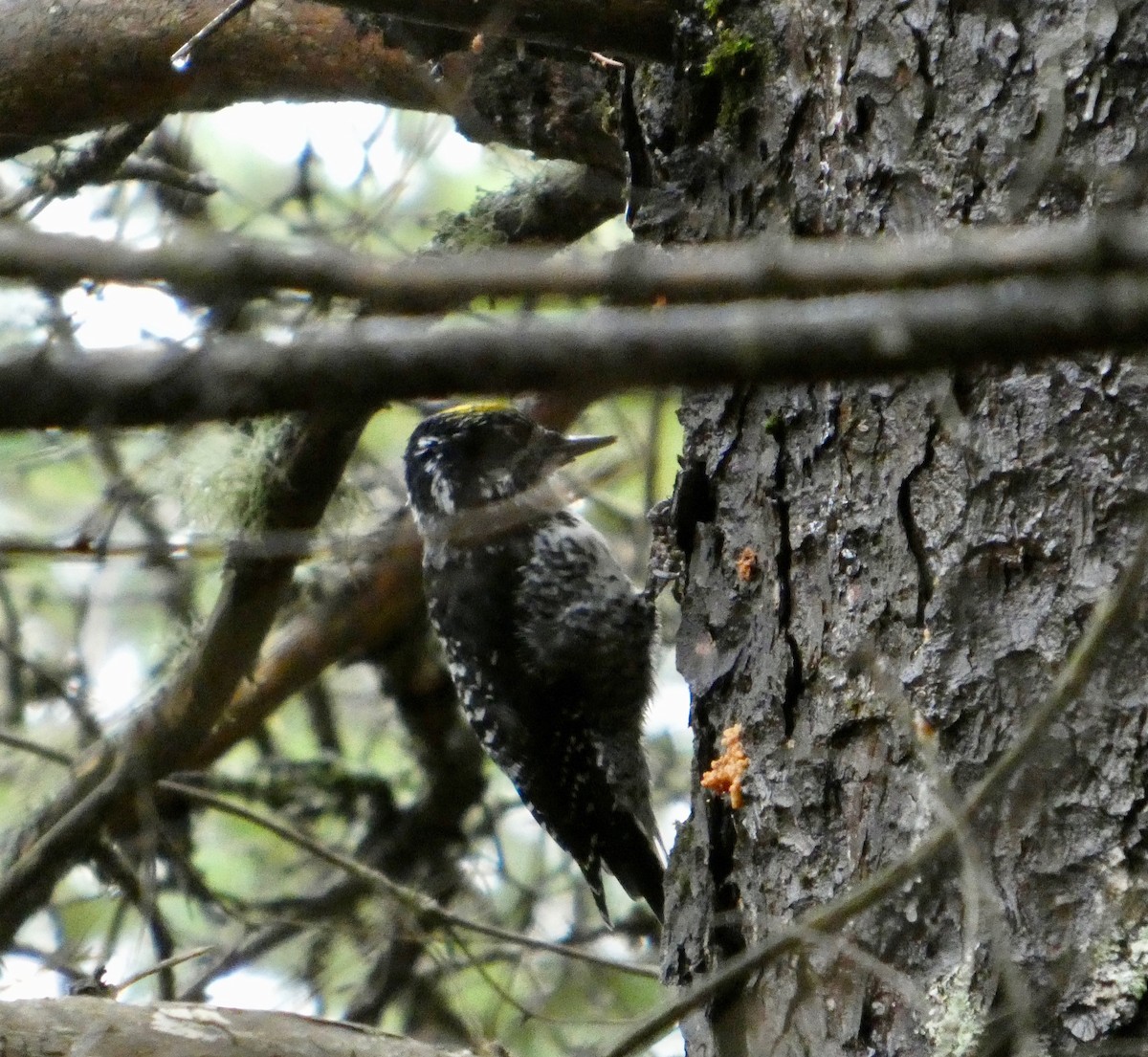American Three-toed Woodpecker - ML644464637