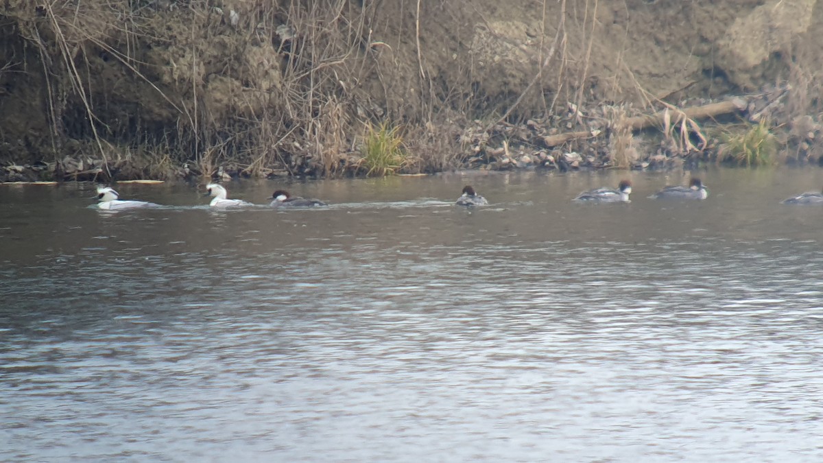 מרגון גמדי - ML644464641