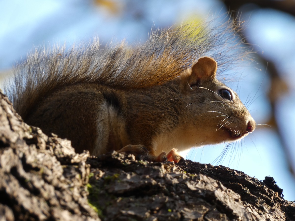 American Red Squirrel - ML644464648