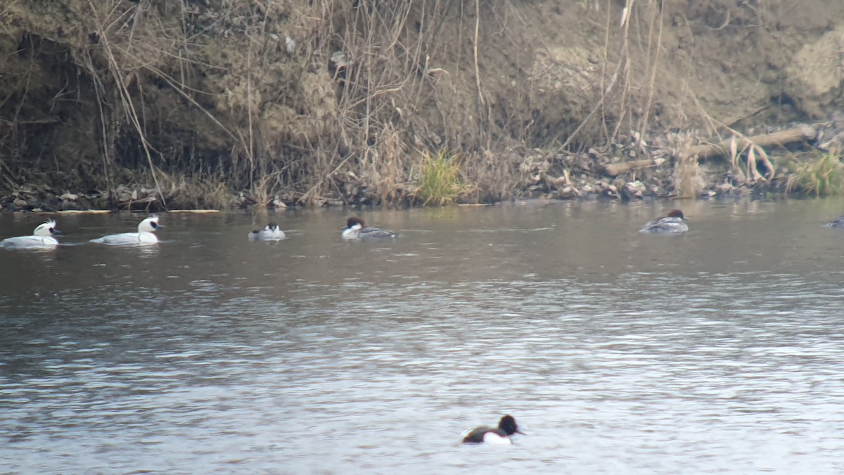 מרגון גמדי - ML644464650