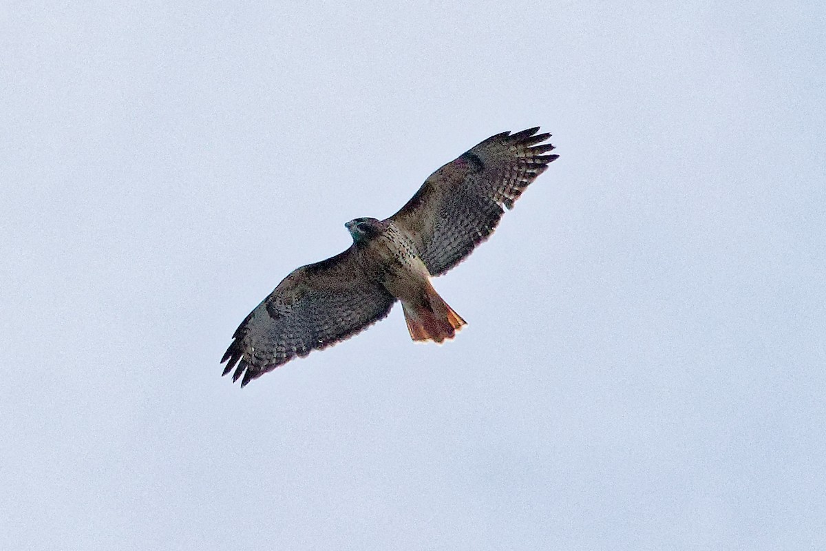 Busardo Colirrojo - ML644464651