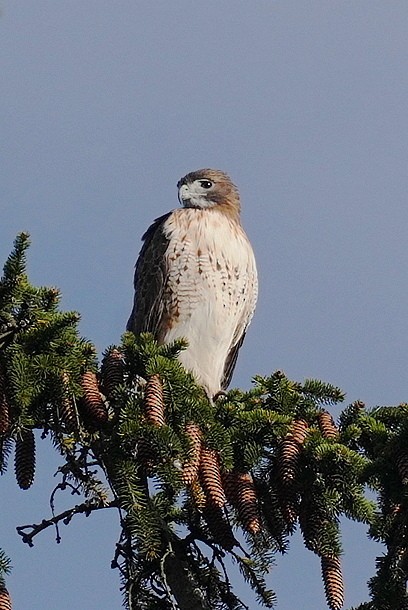 Busardo Colirrojo - ML644464653