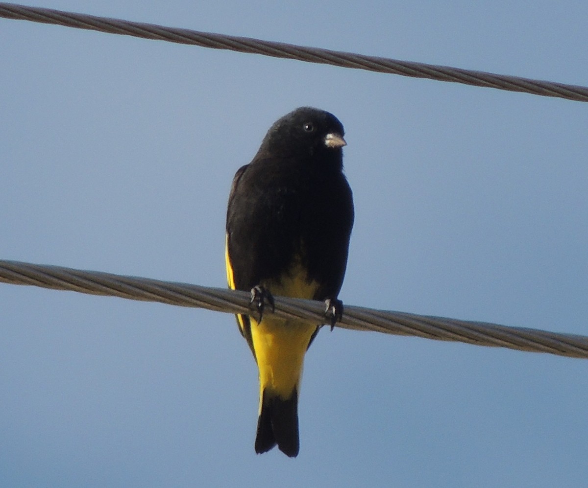 Black Siskin - ML644464654