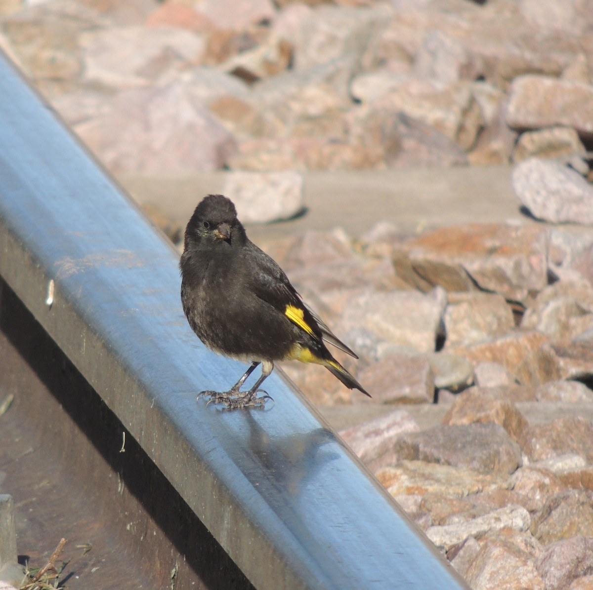 Black Siskin - ML644464655