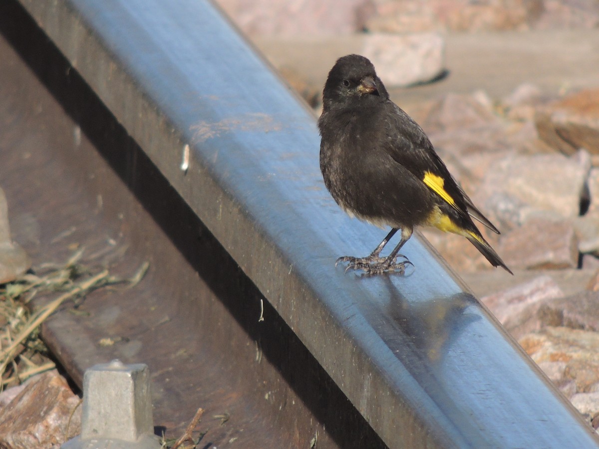 Black Siskin - ML644464656