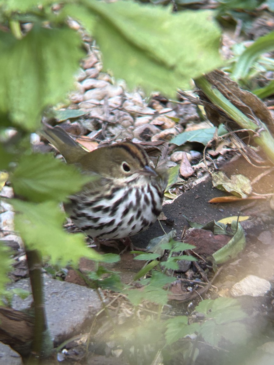 Ovenbird - ML644464663