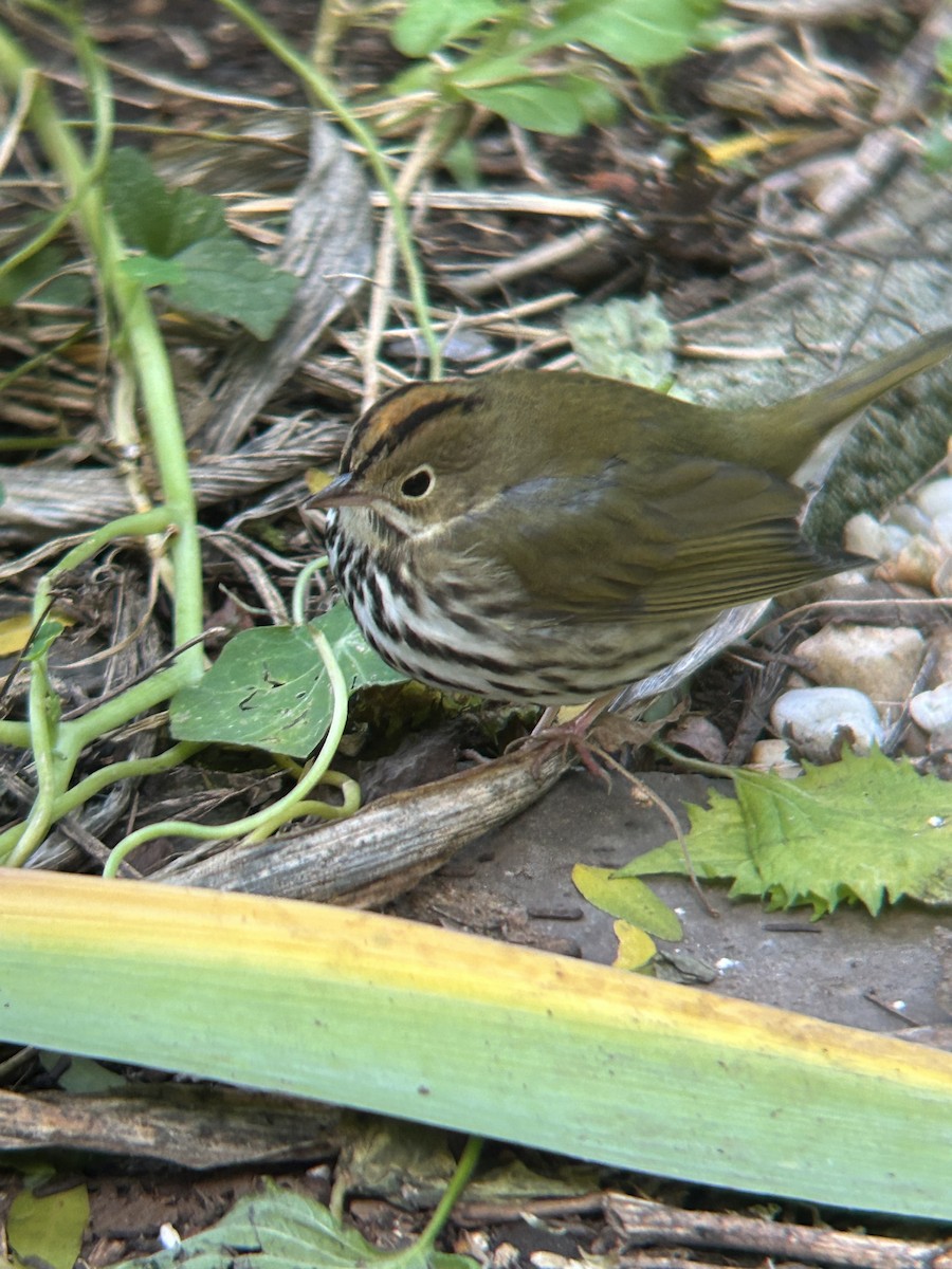 Ovenbird - ML644464664