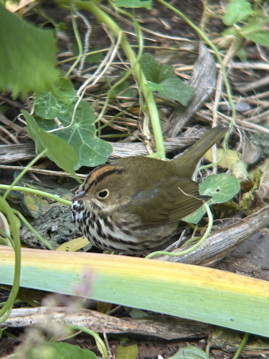 Ovenbird - ML644464665