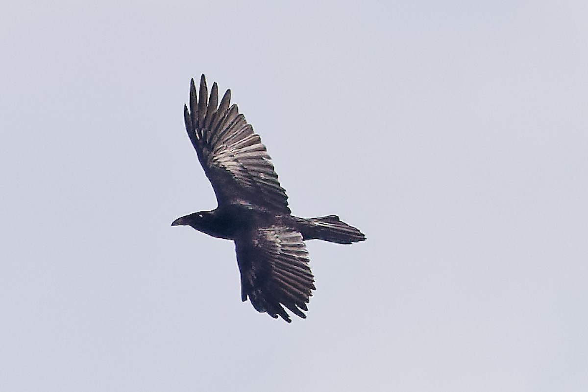 Common Raven - ML644464666