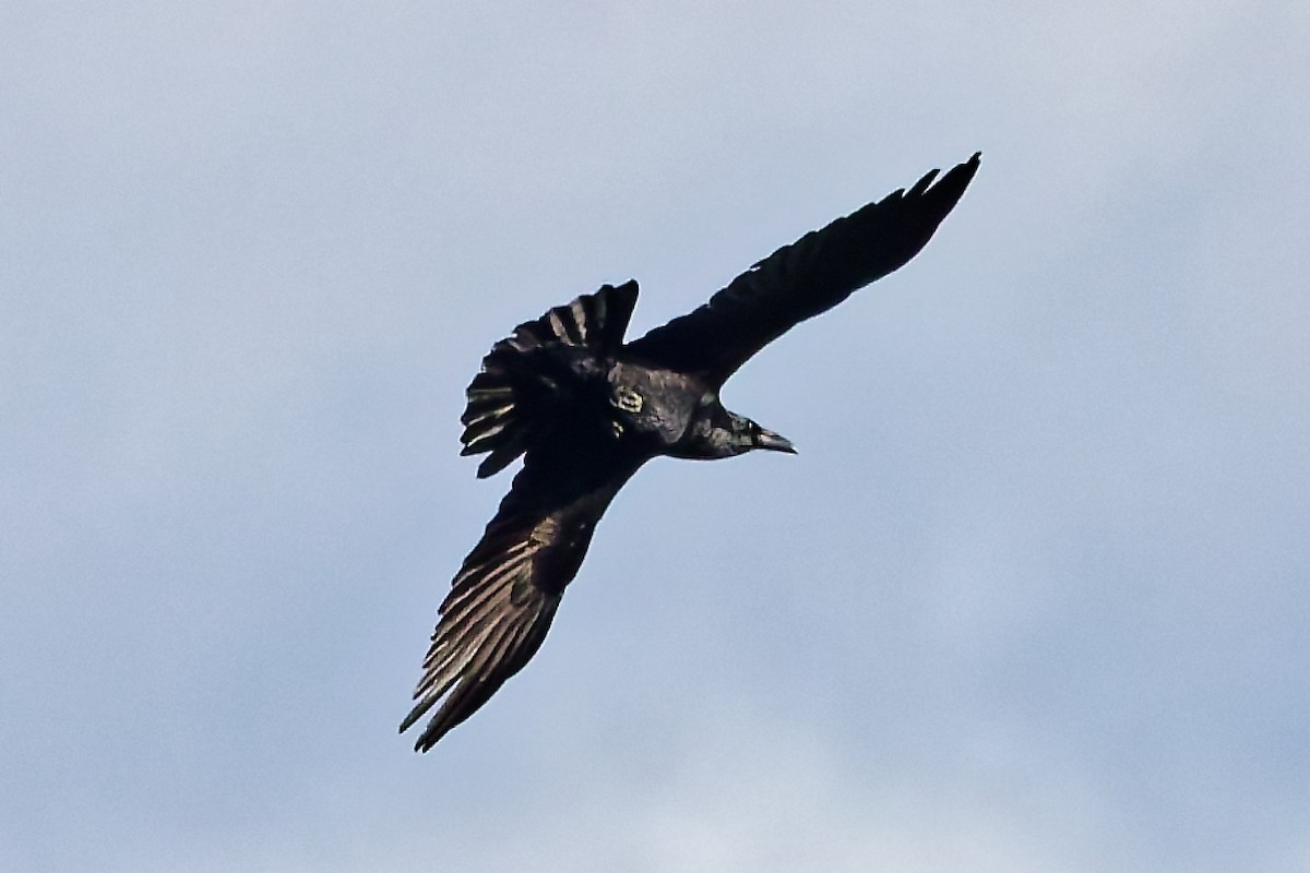 Common Raven - ML644464667