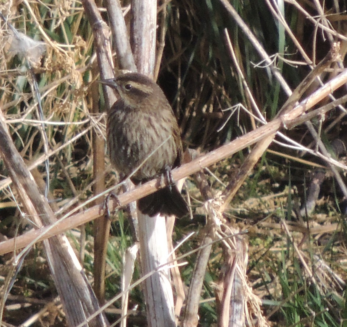 gulvingetrupial - ML644464668