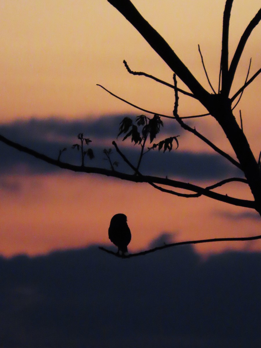 Burrowing Owl - ML644464673