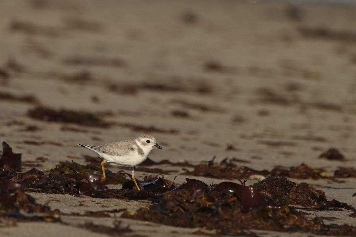 Islıkçı Cılıbıt - ML644464687