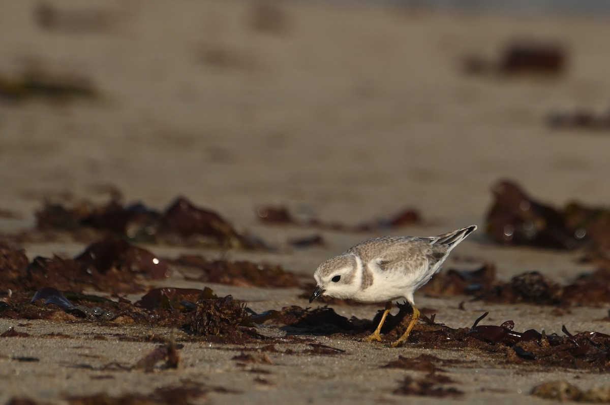 Islıkçı Cılıbıt - ML644464691