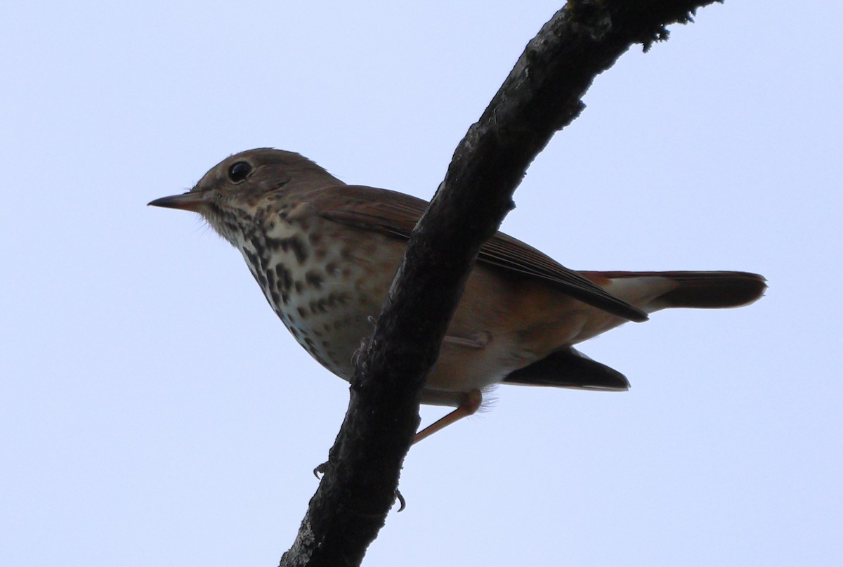 Hermit Thrush - Nik Teichmann