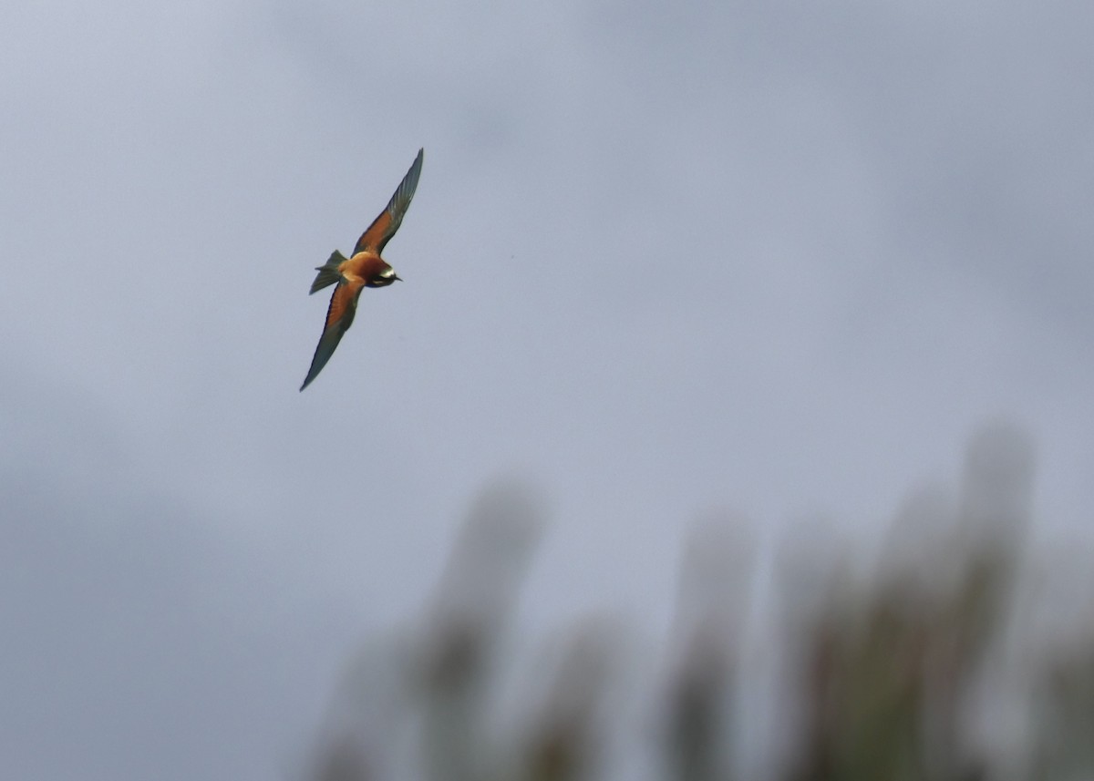 bieter - ML644464699