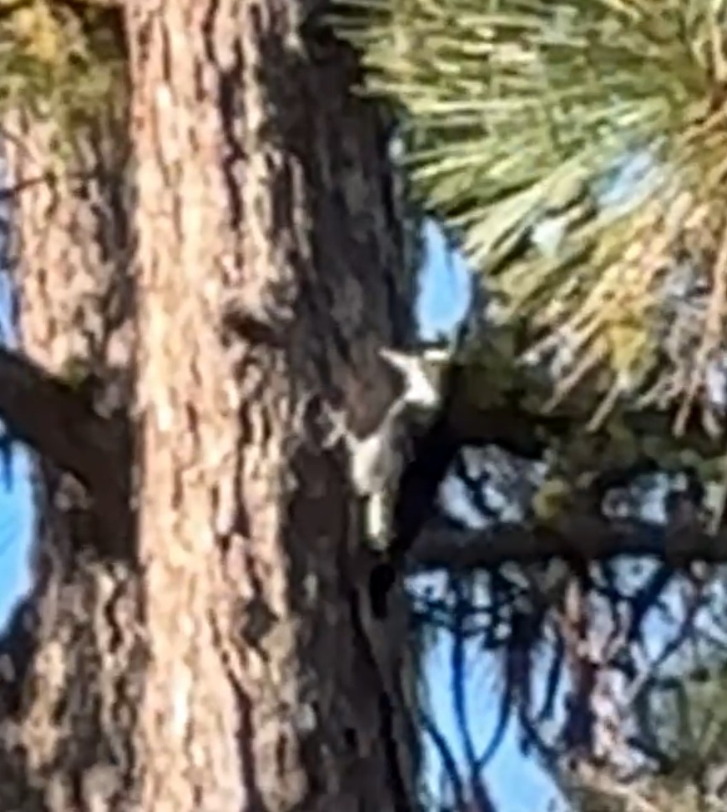 Black-backed Woodpecker - ML644464702