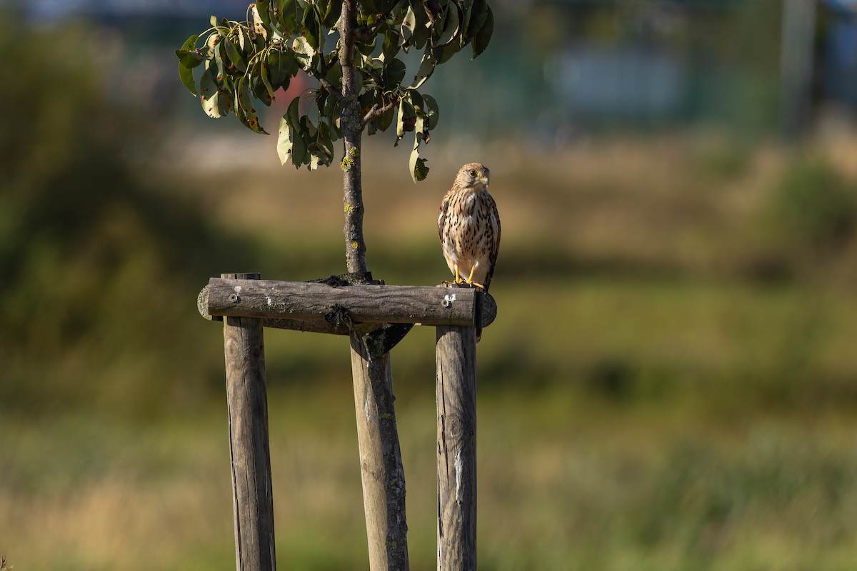 tårnfalk - ML644464704