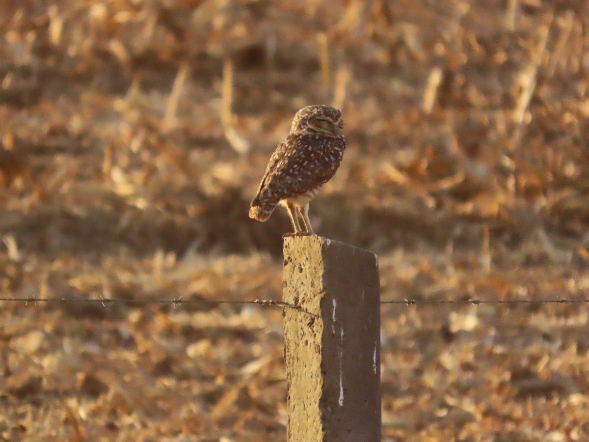 Burrowing Owl - ML644464706