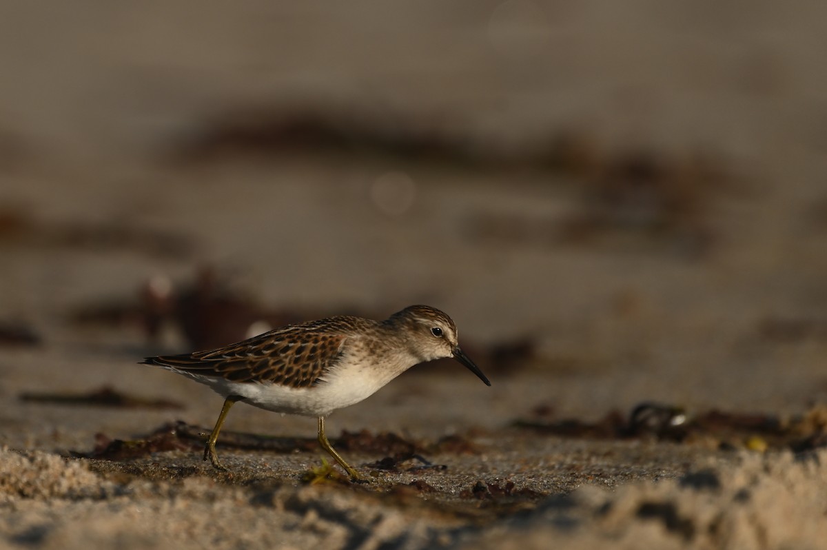 アメリカヒバリシギ - ML644464707