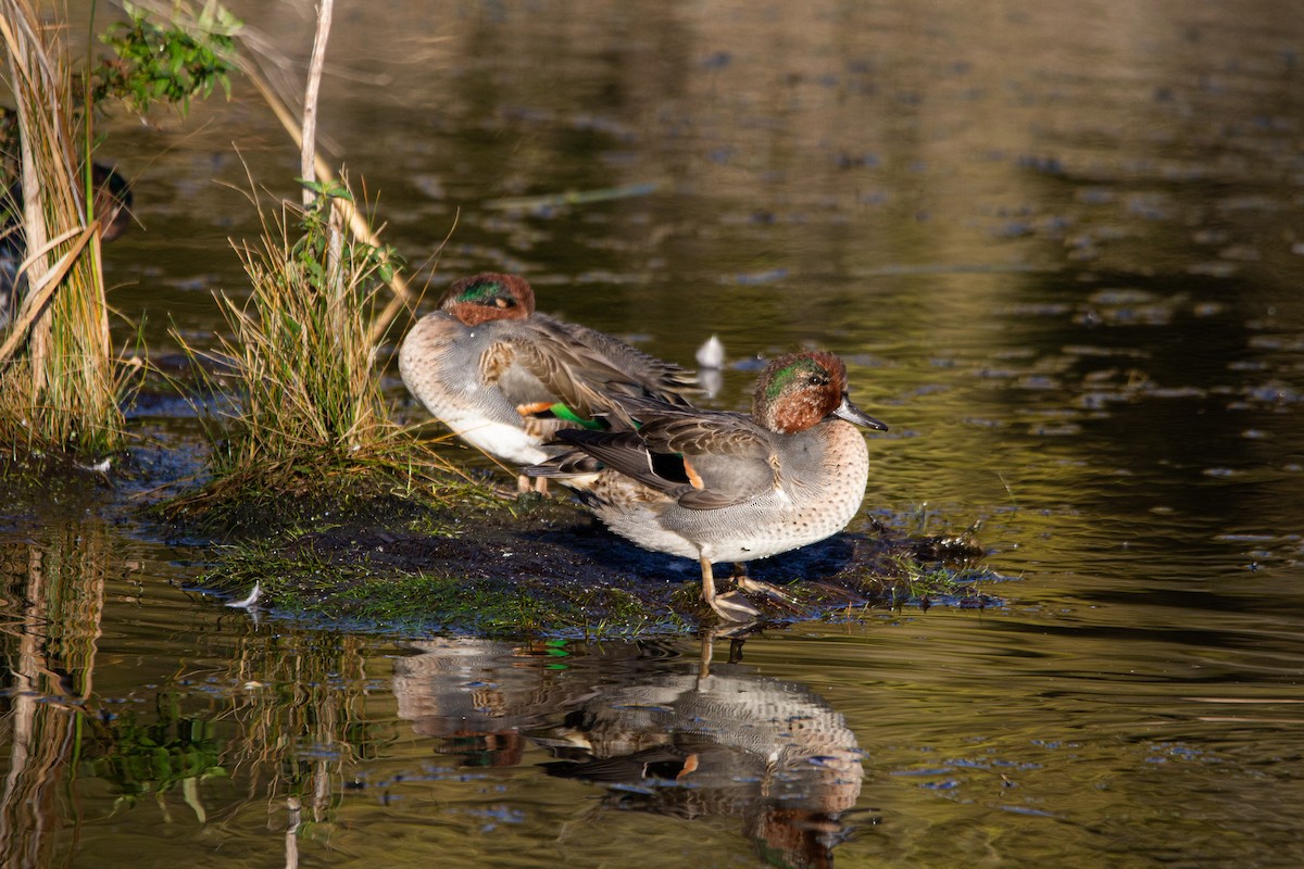 小水鴨 - ML644464708