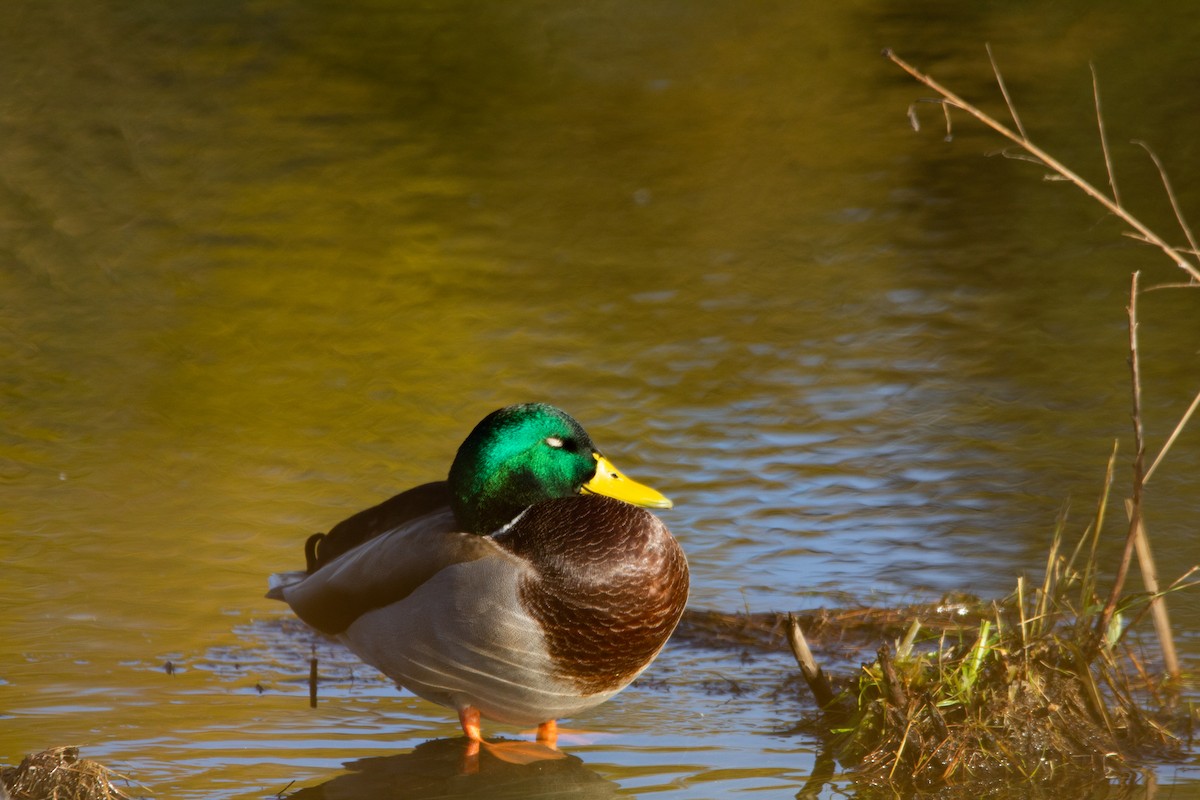 綠頭鴨 - ML644464715