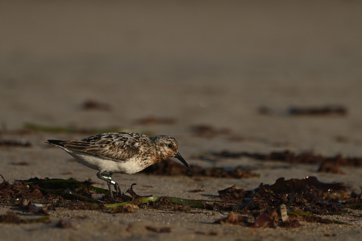 Гурвалж элсэг - ML644464717