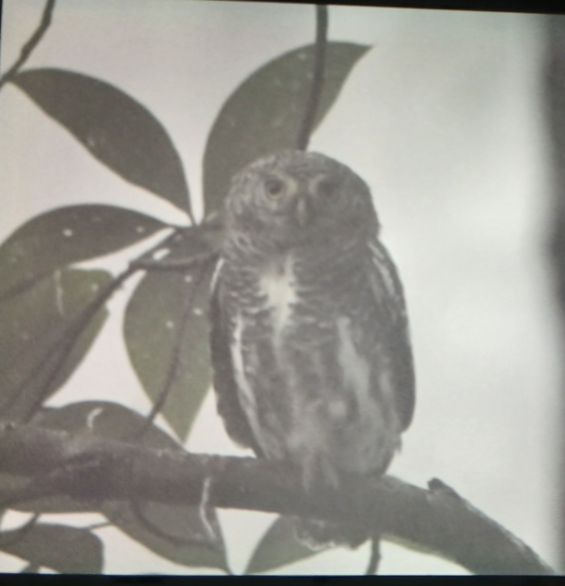 Asian Barred Owlet - ML644464718