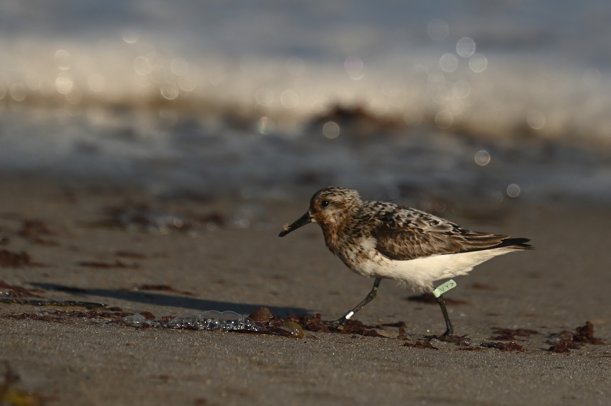 Гурвалж элсэг - ML644464721