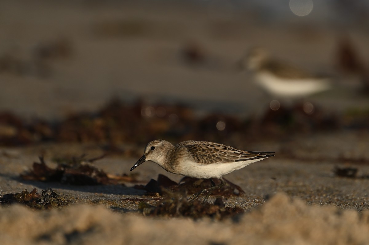 Semipalmated Sandpiper - ML644464730