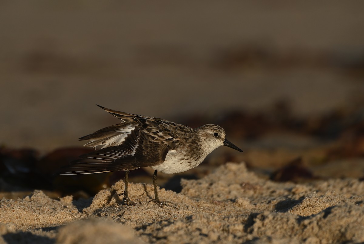 Semipalmated Sandpiper - ML644464732