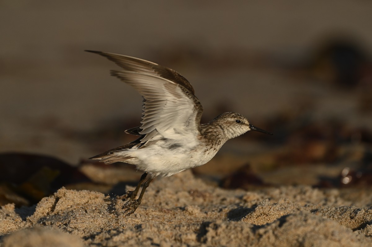 Semipalmated Sandpiper - ML644464737