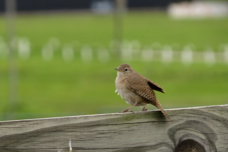 Southern House Wren - ML644464741