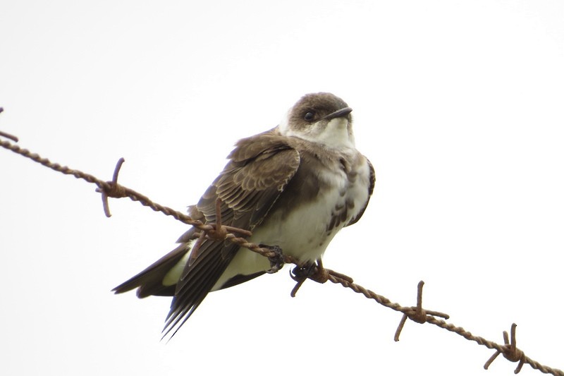 Brown-chested Martin - ML644464744