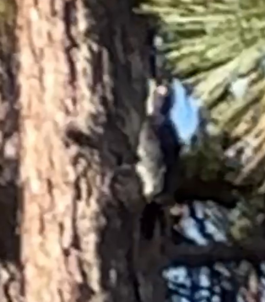 Black-backed Woodpecker - ML644464745